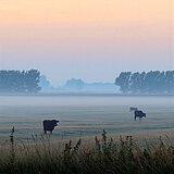 Drei einzelne Kühe auf einer großen Weide im Morgennebel.