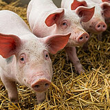Drei Schweine stehen auf Stroh und schauen in Richtung der Kamera.