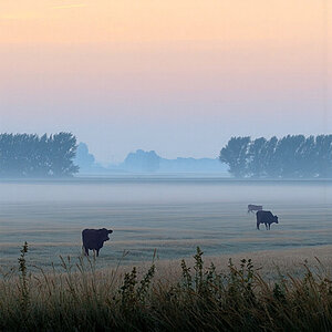 Drei einzelne Kühe auf einer großen Weide im Morgennebel.